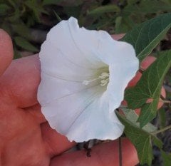 Calystegia sepium subsp. sepium (Çit Sarmaşığı)