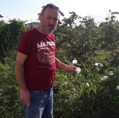 Calystegia sepium subsp. sepium (Çit Sarmaşığı)