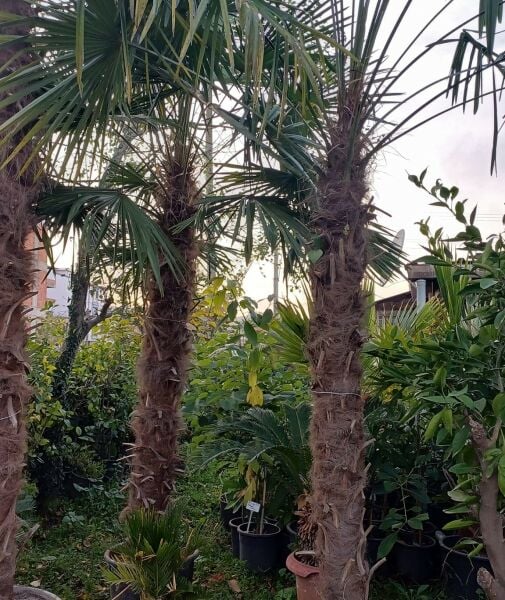 Palmiye Fidanı Gövde 250-300 cm- Yaprak Boyu 400 cm