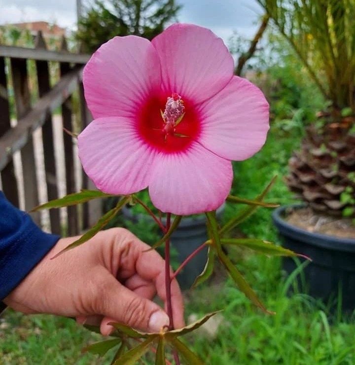 Japon Gülü Batumi 40-60cm