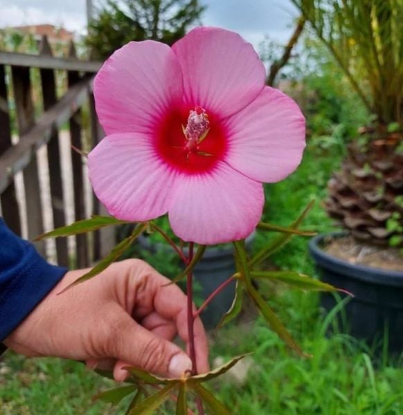 Japon Gülü Batumi 40-60 cm