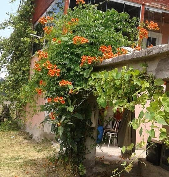 Anaç-Damızlık Acem Borusu Fidanı 200 cm-Gövde Çevresi 24-25 cm