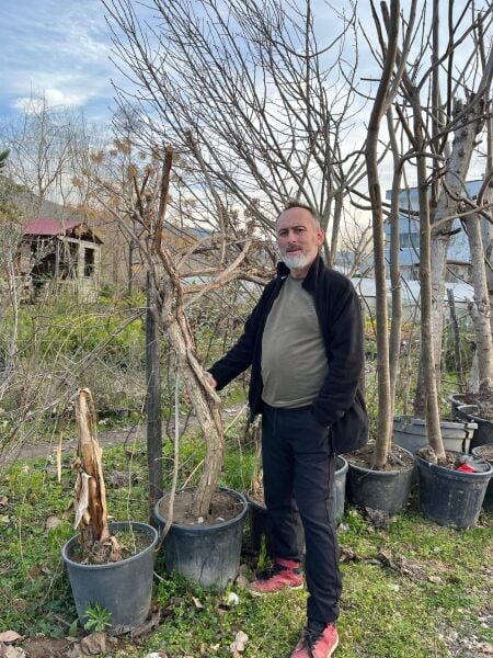 Anaç-Damızlık Acem Borusu Fidanı 200 cm-Gövde Çevresi 24-25 cm