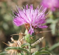 Centaurea ibericaTrevir. ex Spreng. (Deligözdikeni)