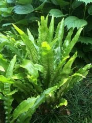 (Phyllitis scolopendrium) ( Sığırdili-Geyik Dili )