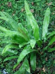 (Phyllitis scolopendrium) ( Sığırdili-Geyik Dili )