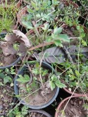 Clematis Vitalba Fidanı (20-30 cm)