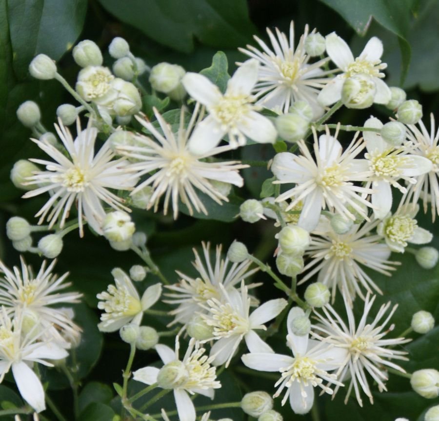 Clematis Vitalba Fidanı (20-30 cm)