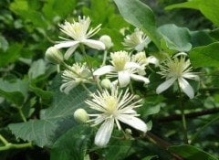 Clematis Vitalba Fidanı (20-30 cm)