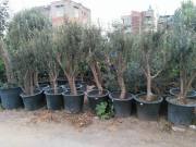 50 Yaşlı Zeytin Ağacı-Gövde Çapı 30-34 cm