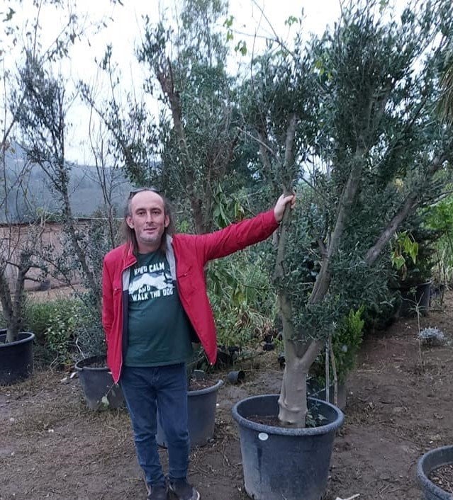 50 Yaşlı Zeytin Ağacı-Gövde Çapı 30-34 cm