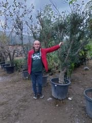 50 Yaşlı Zeytin Ağacı-Gövde Çapı 30-34 cm