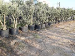 50 Yaşlı Zeytin Ağacı-Gövde Çapı 30-34 cm
