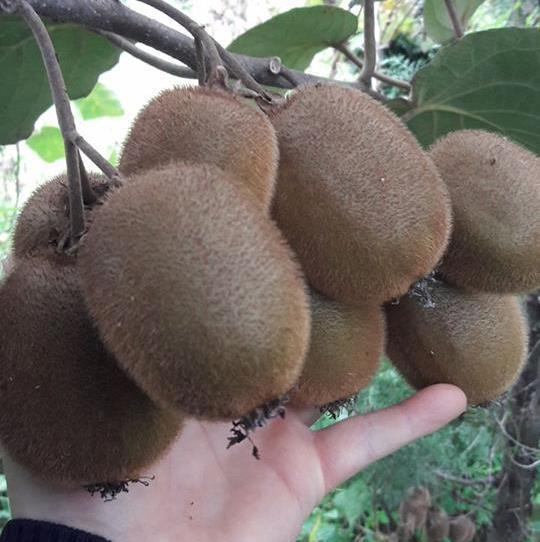 Kivi (Hayward kiwi) Fidanı (Dişi) 20-30 cm