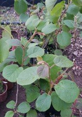 Kivi (Hayward kiwi) Fidanı (Dişi) 40-50 cm