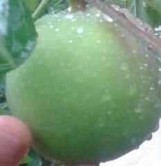 Pamuk Elma Fidanı 130-180 cm-Tüplü