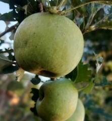 Pamuk Elma Fidanı 130-180 cm-Tüplü