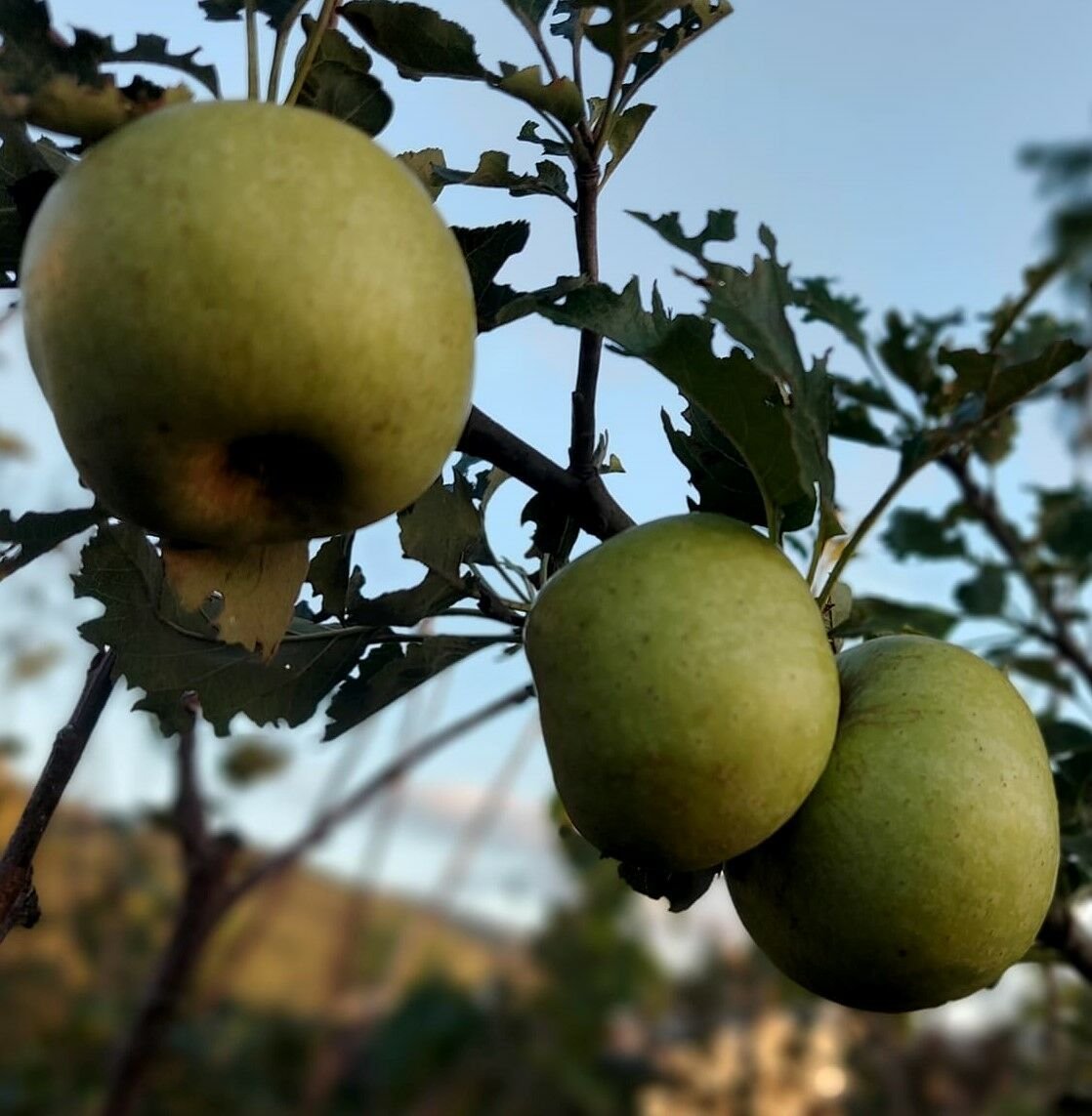 Pamuk Elma Fidanı 130-180 cm-Tüplü