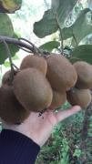 Kiwi (Hayward Kiwi) Fidanı (Erkek) 40-50 cm