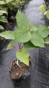 Kiwi (Hayward Kiwi) Fidanı (Erkek) 40-50 cm