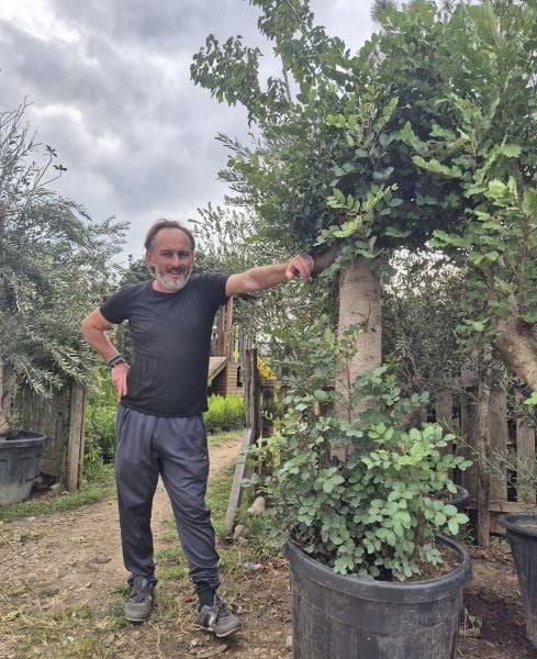 Keçiboynuzu Ağacı 30 yaş-Gövde Çevresi 40-50 cm