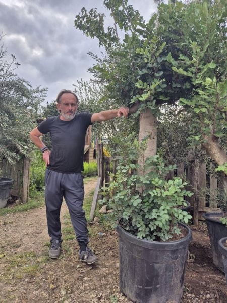 Keçiboynuzu Ağacı 30 yaş-Gövde Çevresi 40-50 cm
