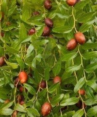 Hünnap ( İri Meyveli ) 80-100 cm