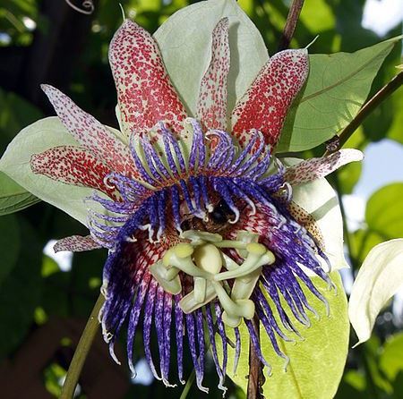 Passiflora maliformis