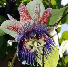 Passiflora maliformis