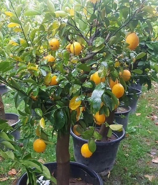 Yediveren Mayer Limon Fidanı 15-20 Yaş-Gövde Çevresi 30 cm