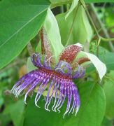 Passiflora maliformis
