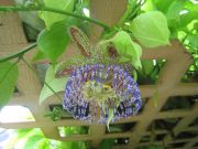 Passiflora maliformis