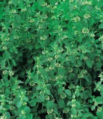 Marrubium Vulgare-Karaderme Fidanı