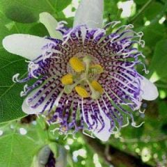 Passiflora Actinia