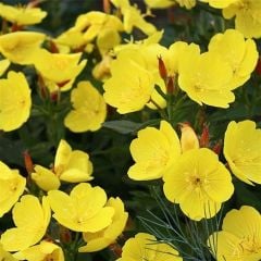 Sarı Ezan Çiçeği Fidesi Kokulu Oenothera Biennis