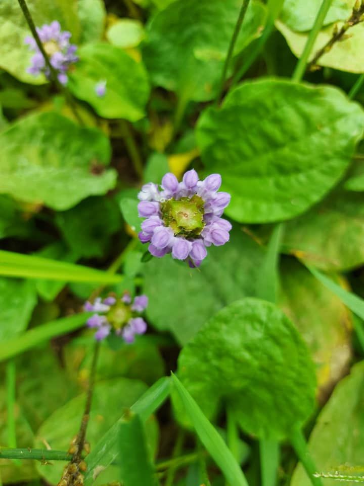 Phyla nodiflora ( Su Çileği )