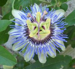 Passiflora Caerulea (Hardy Passion) 80 cm Fidanı