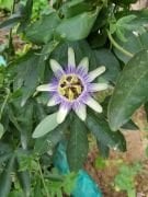Passiflora Caerulea (Hardy Passion) 80 cm Fidanı