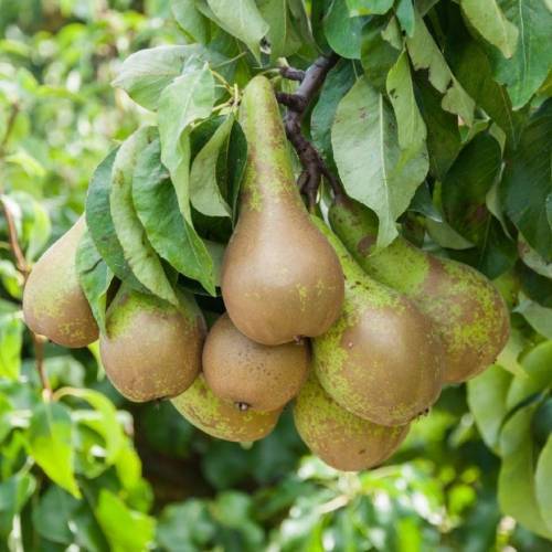 Konferans (Paslı) Armut Fidanı 150-200 cm-Tüplü