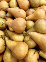 Konferans (Paslı) Armut Fidanı 150-200 cm-Tüplü