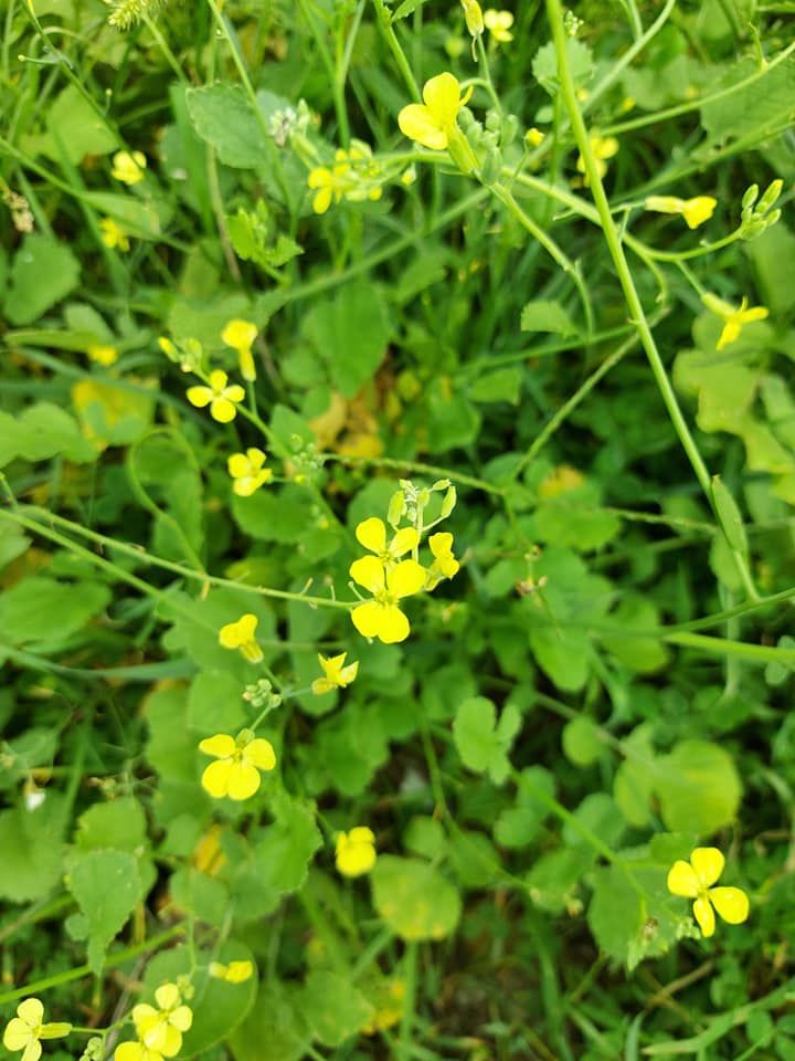 Raphanus raphanistrum (Eşek Turpu)