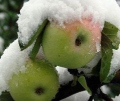 Osmanlı (Gümüşhane) Kabak Elması 150-200 cm-Tüplü-4 Yaş