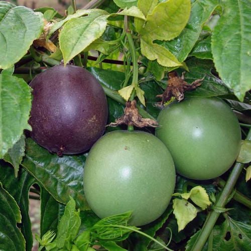 Passiflora Edulis (Maruçya)(Mor Meyveli) 30-50 cm