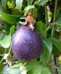 Passiflora Edulis (Maruçya)(Mor Meyveli) 20 cm