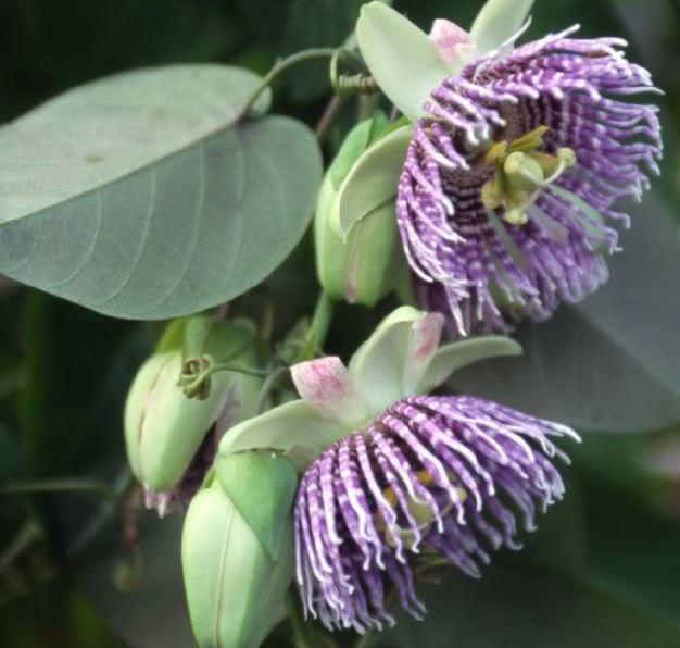 Passiflora Ligularis (Sweet Granidalla)