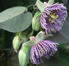Passiflora Ligularis (Sweet Granidalla)