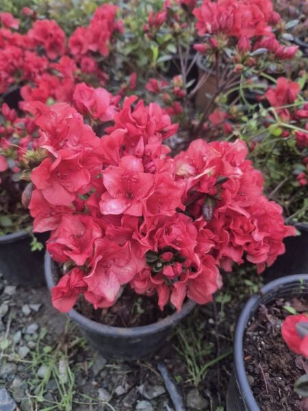 Açelya Fidanı-Azelea Japonica-Bol Çiçekli-Resimdeki Bitki