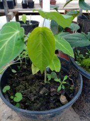 Passiflora Ligularis (Sweet Granidalla)