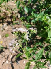 -Eupatorium cannabinum L. Koyun Pıtrağı