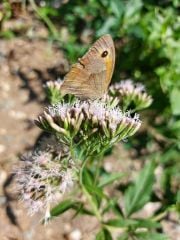 -Eupatorium cannabinum L. Koyun Pıtrağı